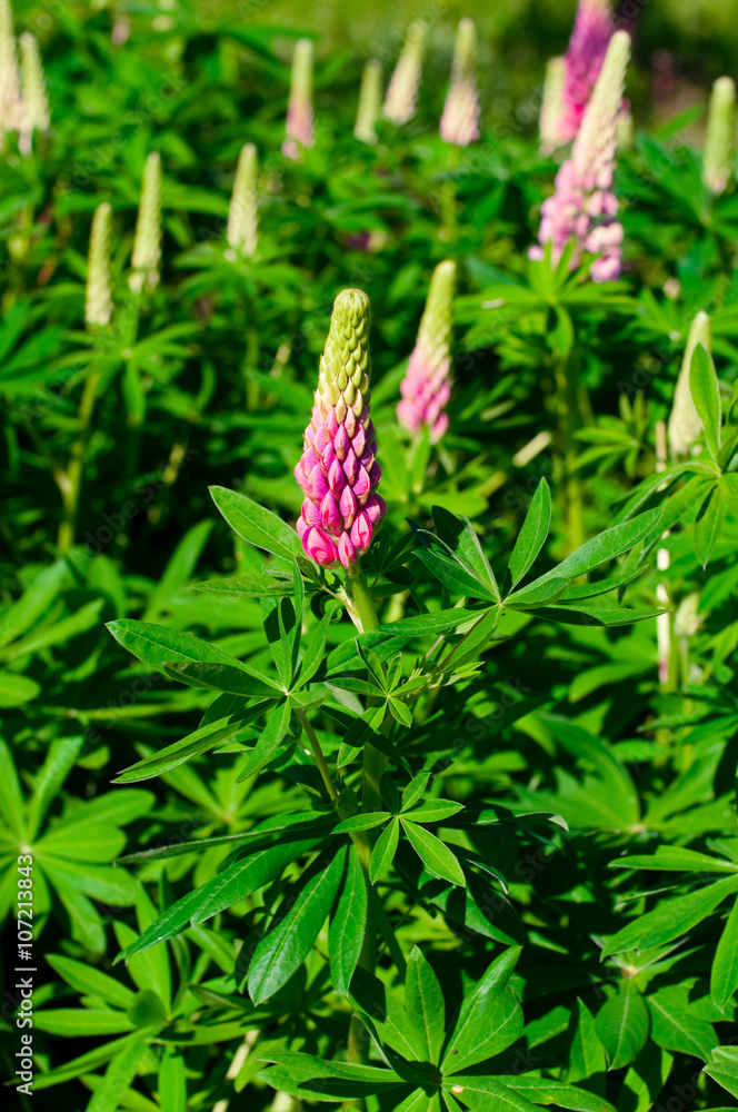 lupin lupin
