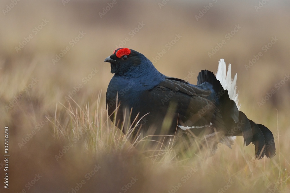 black grouse black grouse