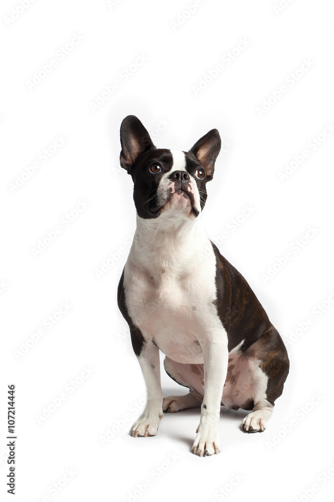 smart looking boston terrier