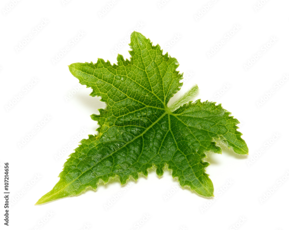 Leaf of cucumber isolated on white background Leaf of cucumber isolated on white background