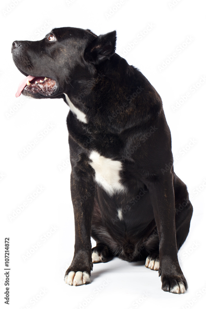 looking cane corso looking cane corso