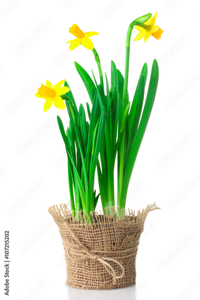 Fototapeta premium very fragrant and beautiful daffodil in the vase on burlap on blue wooden background