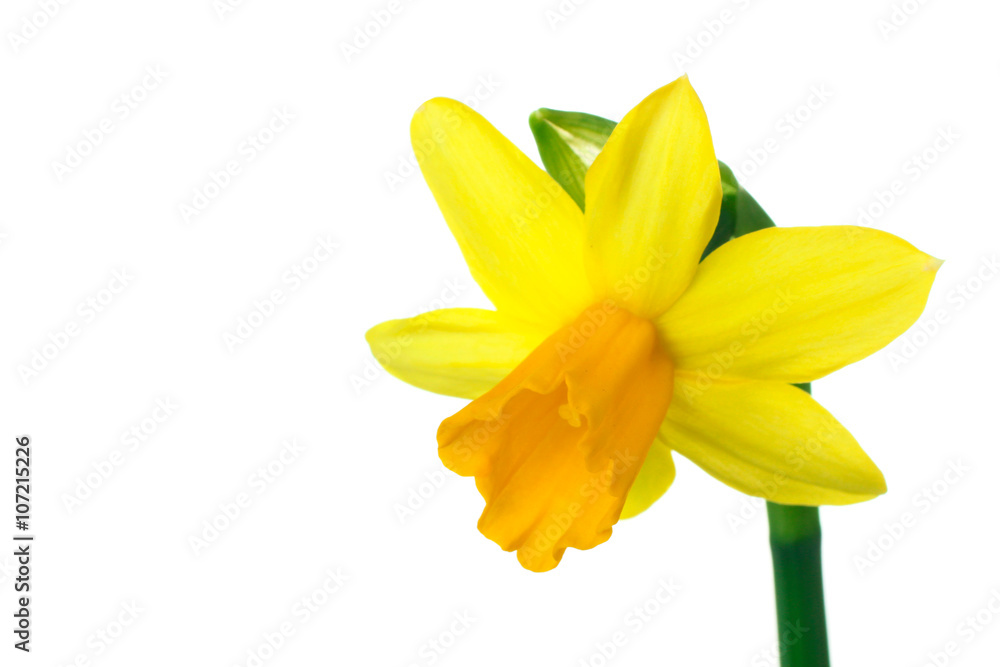 very fragrant and beautiful Narcissus in the photo close up on an isolated background very fragrant and beautiful Narcissus in the photo close up on an isolated background