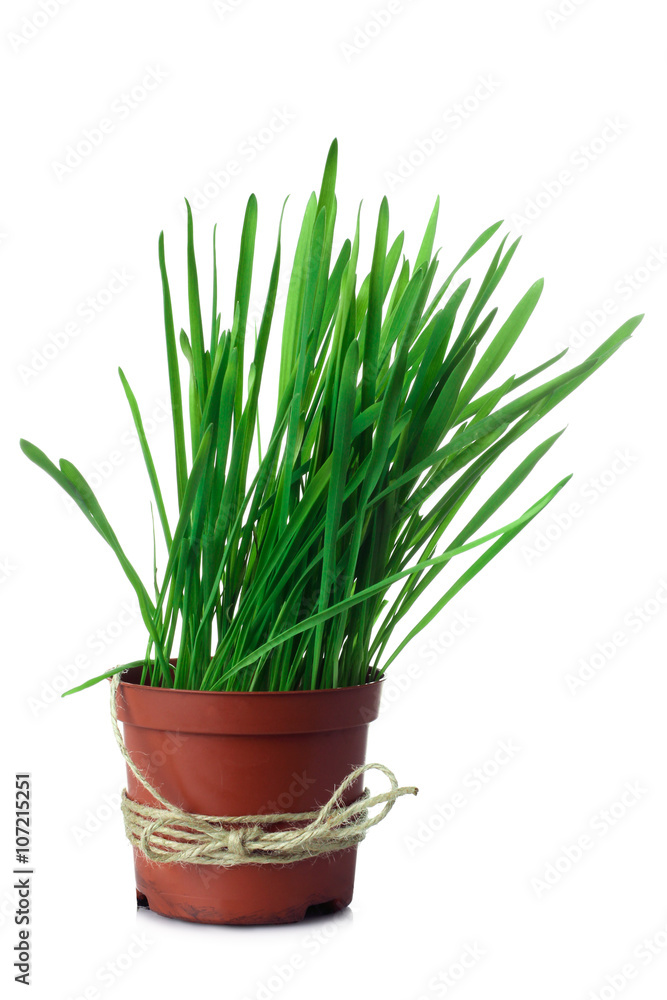 beautiful green and fresh grass growing in a vase on an isolated background beautiful green and fresh grass growing in a vase on an isolated background