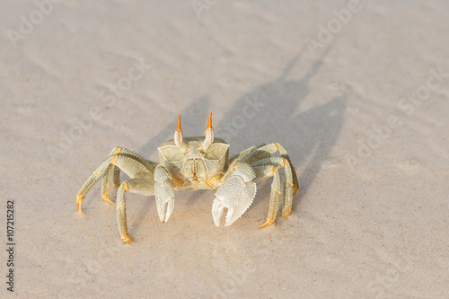seychelles ocypode ceratophthalmus also called ghost crab