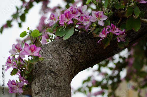 Fototapeta Naklejka Na Ścianę i Meble -  Pink Bauhinia
