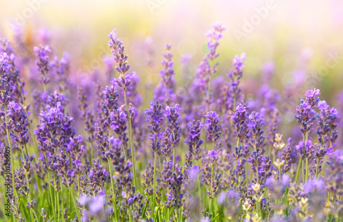 Lavender closeup on sunlight. © Repina Valeriya