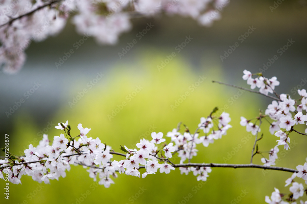 桜 桜