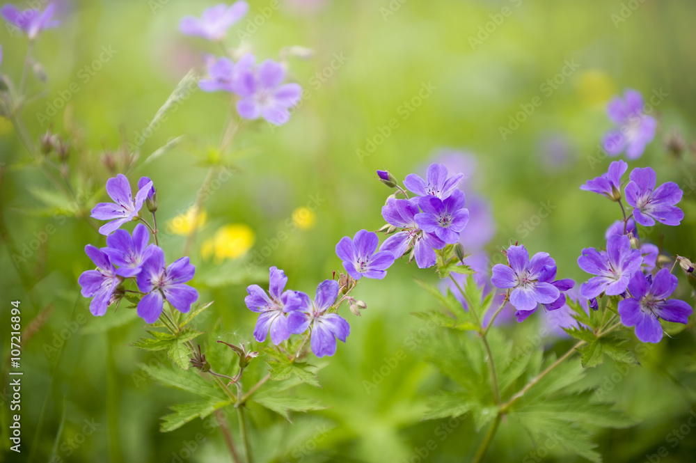 Summer violet and purple flowers, selective focus, Norway