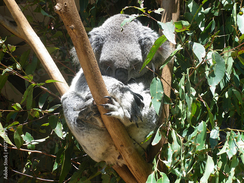 Canvas Print Koala