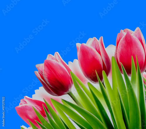 red tulips isolated on blue photo