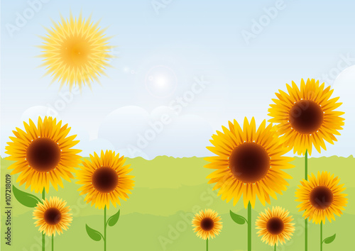 Fototapeta Naklejka Na Ścianę i Meble -  Summer landscape with sunflowers. Sunflower vector. Vector illustration of a sunny day