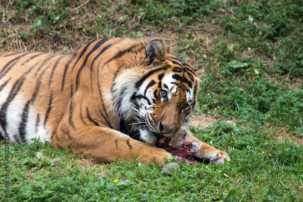 Fototapeta premium Mangiando