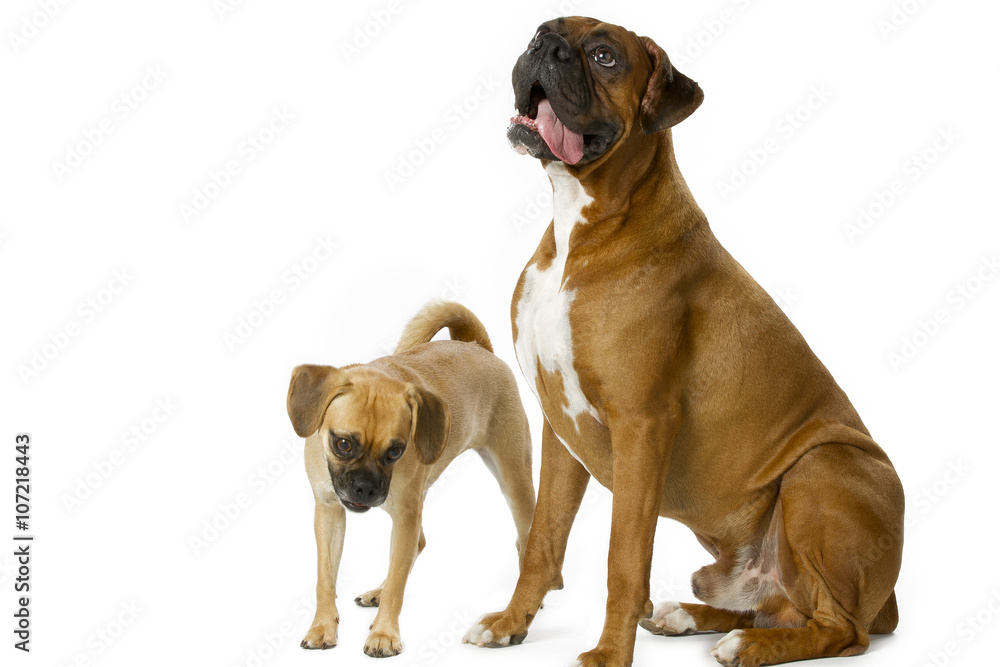 big and small breed big and small breed