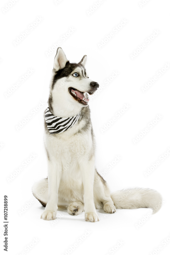 husky with scarf husky with scarf