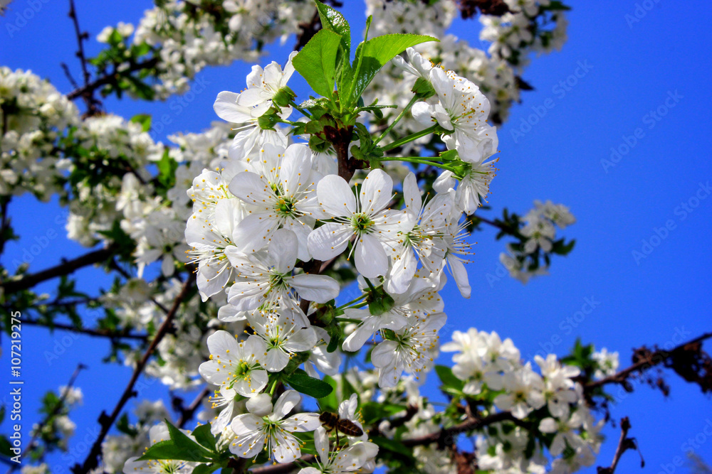 Obraz premium Macro shot on tree flower