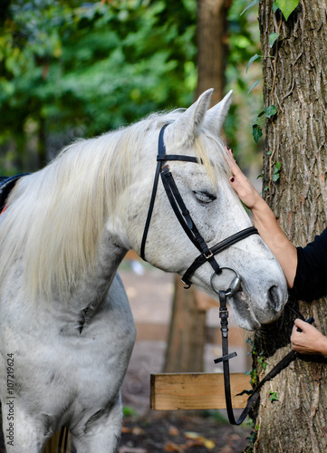 Horse touch