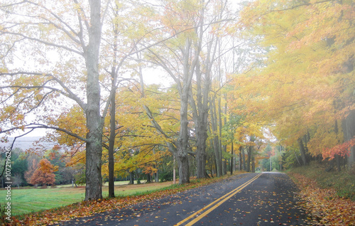 Autumn / fall foliage along a foggy country road