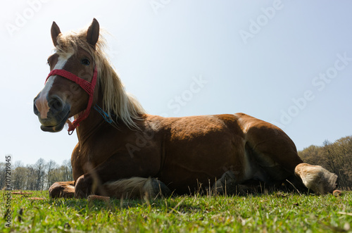 close up of beautiful horse lying on the grass