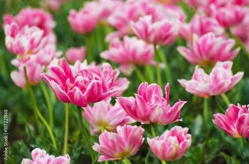 Pink beautiful tulips field in spring time, floral easter background