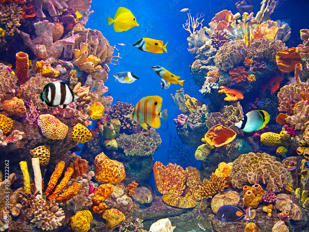 Obraz Kolorowe i żywe życie w akwarium