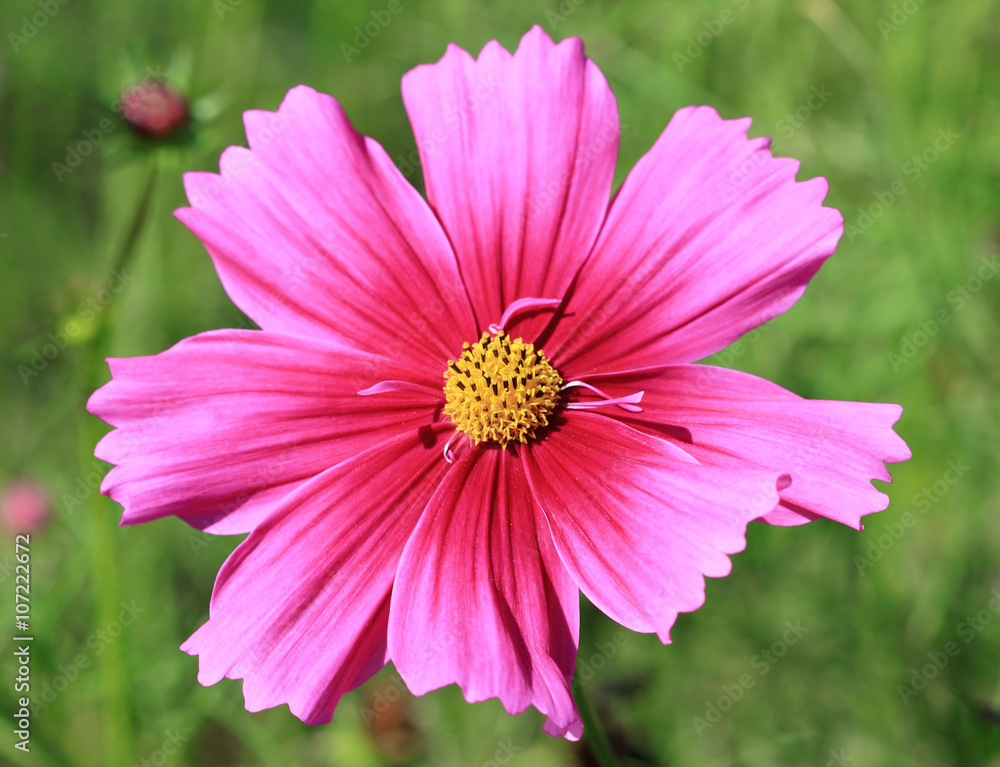 Obraz premium Cosmos flower
