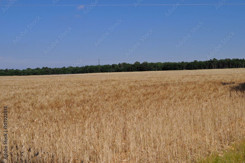 Fototapeta premium Champs de blé dur.