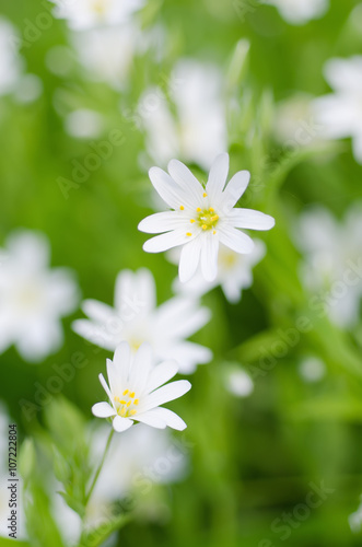 White tender spring flowers  Cerastivum arvense  growing at meadow. Seasonal natural floral background