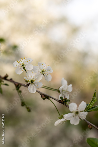 Cherry blossom branches with copy space