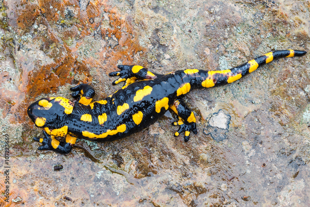 Salamandra Común sobre roca húmeda.