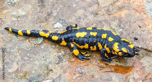 Salamandra Común sobre roca húmeda.