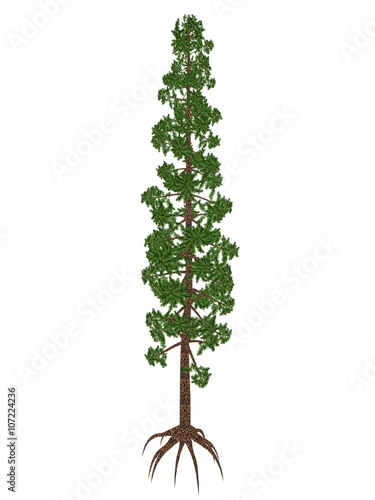 Wollemia nobilis pine prehistoric tree - 3D render photo
