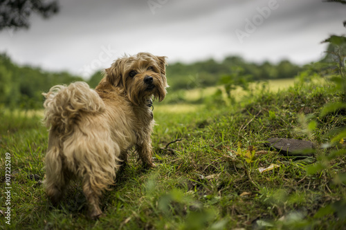 Fototapeta Naklejka Na Ścianę i Meble -  Norfolk Terrier in Welsh Landscape. UK