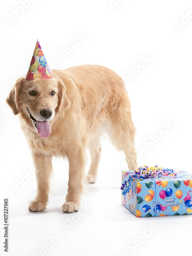 Happy Dog with Birthday Present © Dan Kosmayer