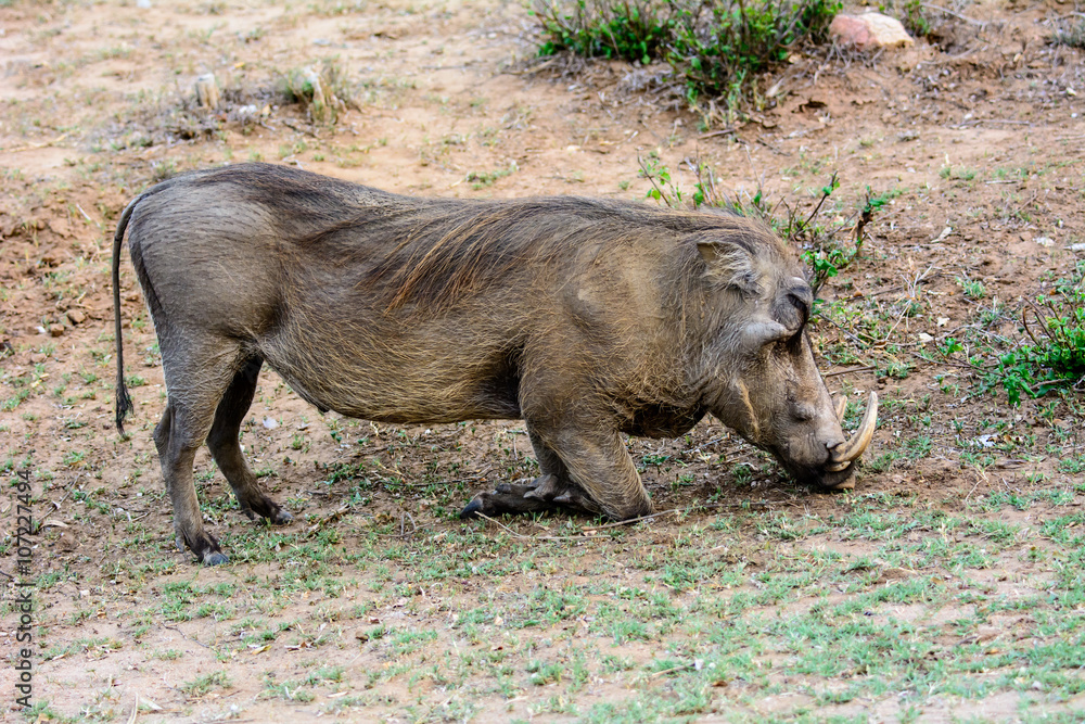 warthog enjoying its meal warthog enjoying its meal