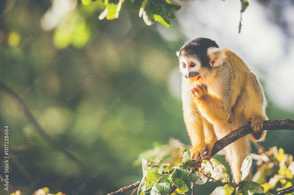 Obraz premium Petit singe saimiri