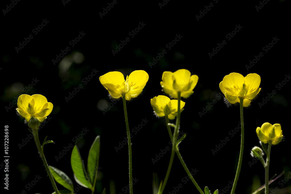 Obraz premium Yaban Çiçeği