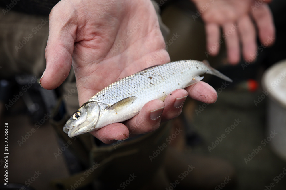 A small Dace fish, a caught fish held in an angler's hand. 