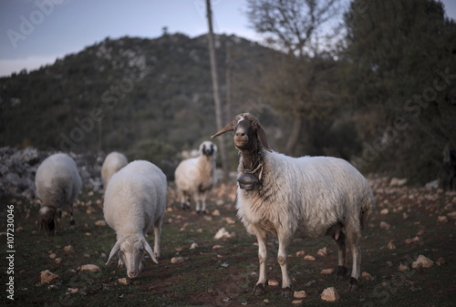 Sheep Confronts Camera. Turkey