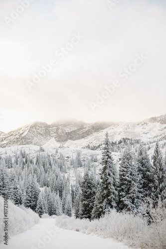 The mountains in winter, pine forest in a valley with low cloud and thick snow.  photo