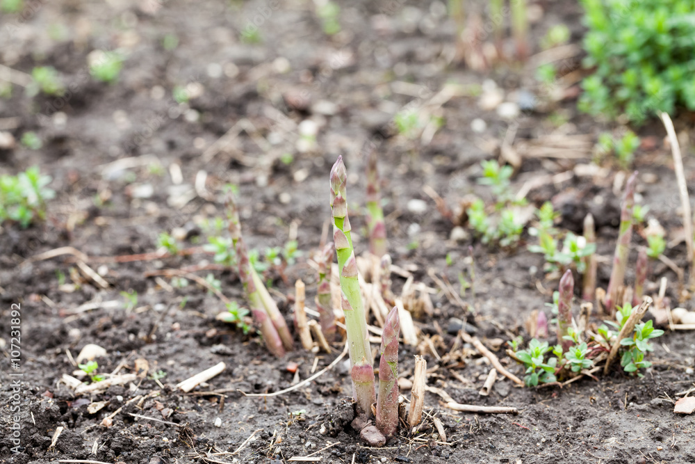 Fresh asparagus in the garden in early spring Fresh asparagus in the garden in early spring