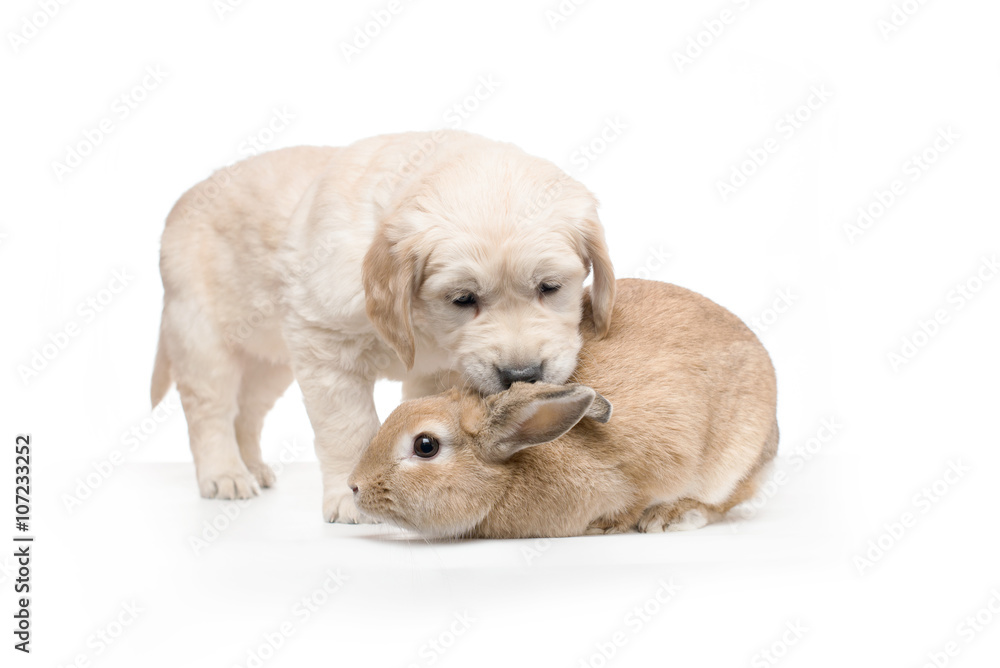 Obraz premium Golden Retriever Puppy Playing with Golden Palomino Rabbit