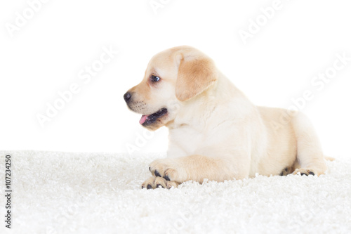 Labrador on a fluffy blanket