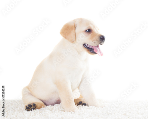 funny labrador puppy sitting on fluffy rug on a white background