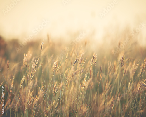 Feather grass spikes in the sunset light. - (Shallow of focus /