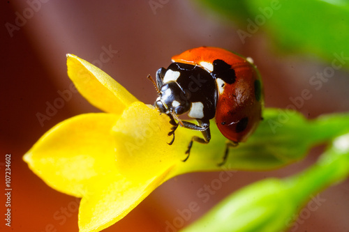 Ladybird on a flower leaf