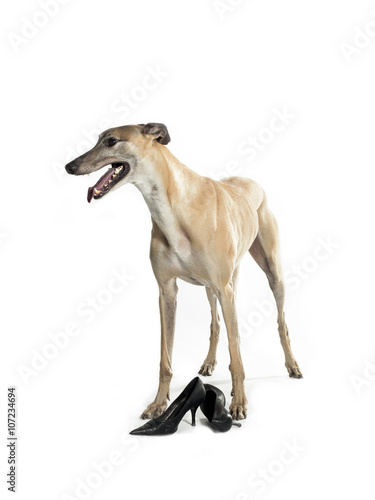 stylish greyhound