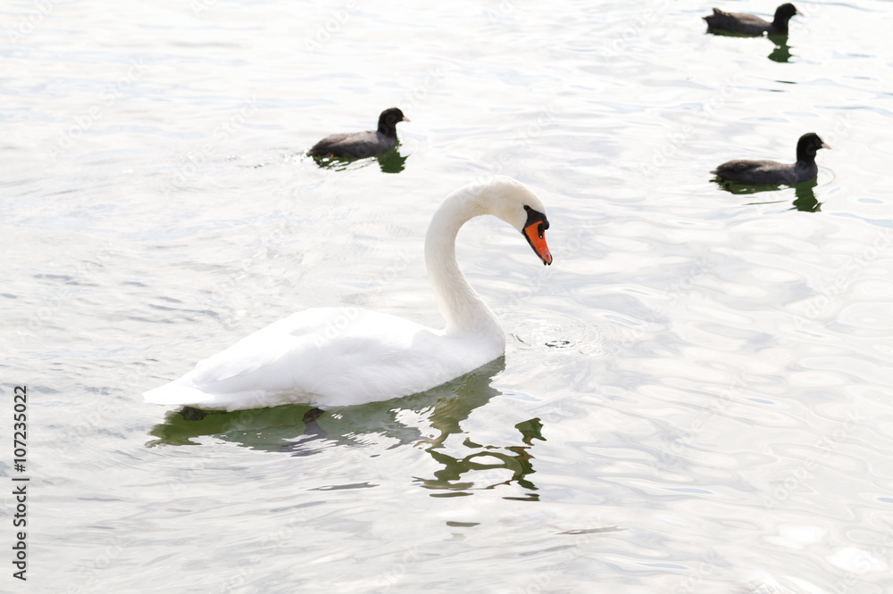 Fototapeta premium White swan