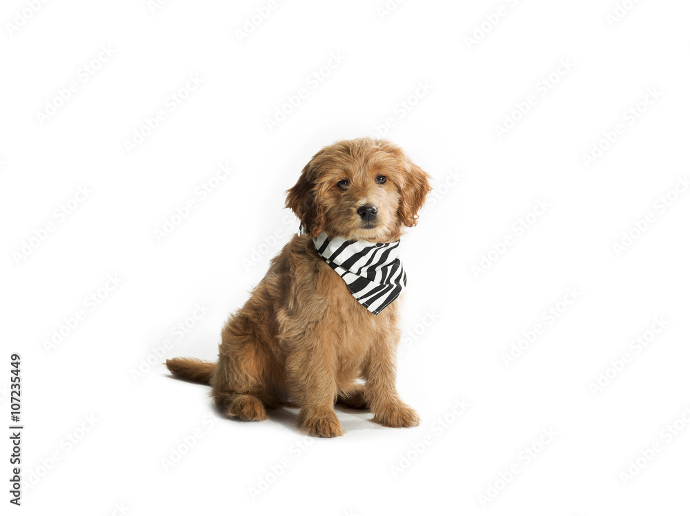 puppy wearing bandana