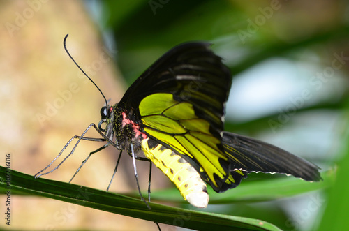 фотографія butterfly, one